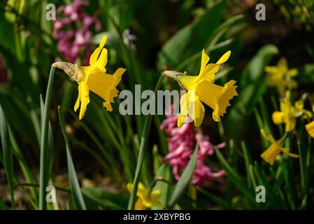 Fleurs de jonquille jaune vif dans un jardin fleuri, entouré de diverses fleurs de printemps, Vreden, Rhénanie du Nord-Westphalie, Allemagne Banque D'Images