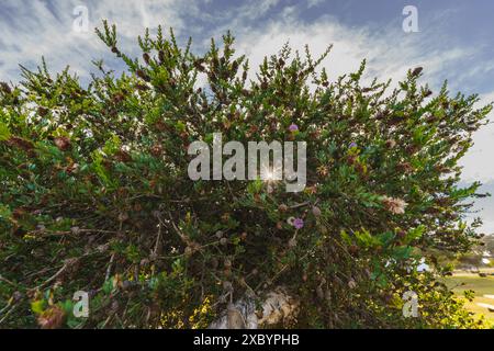 Le myrte au miel des neiges (Melaleuca nesophila), également connu sous le nom de melaleuca rose, est une plante de la famille des myrtes. Vue rapprochée avec ciel bleu en arrière-plan Banque D'Images