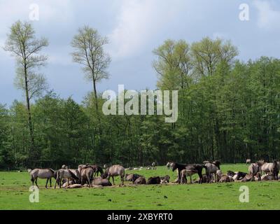 Un grand troupeau de chevaux se dresse et repose sur une prairie verte devant une forêt, merfeld, muensterland, allemagne Banque D'Images