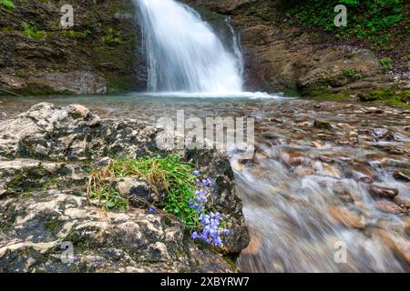 Chausson à feuilles rondes (Campanula rotundifolia), cascade à Baerguendeletal, Oberallgaeu, Allgaeu, Bavière, Allemagne Banque D'Images