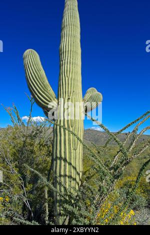 Ocotillo, brittlebush entourent l'imposant cactus saguaro dans le parc national de Saguaro Banque D'Images