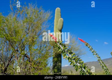 Bourgeons rouges vifs sur la pointe de la branche ocotillo dans le parc national de Saguaro Banque D'Images