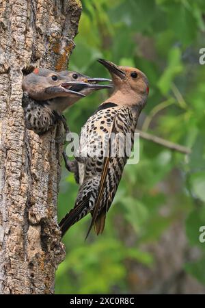 Portrait de famille Northern Flicker sur fond vert, la mère nourrissant les bébés dans le nid, Québec, Canada Banque D'Images