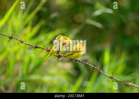 pincette de safran (Sicalis flaveola), tanager commun dans les zones ouvertes et semi-ouvertes dans les basses terres à l'extérieur du bassin amazonien. Barichara, Santander d Banque D'Images