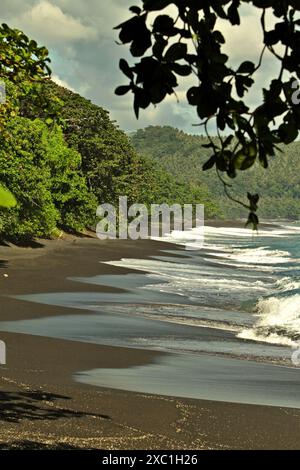 Forêt tropicale de plaine et plage avec sable volcanique noir, dans la réserve naturelle de Tangkoko, Nord Sulawesi, Indonésie. Banque D'Images