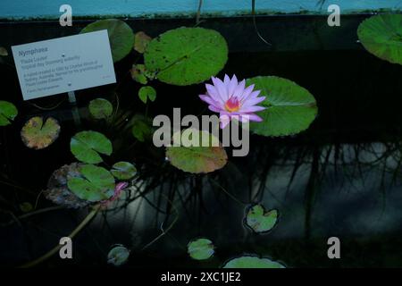 Nymphaea une journée tropicale fleurissant Lilly dans l'étang à côté des maisons de verre dans les jardins botaniques royaux, Sydney Banque D'Images