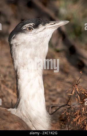 Le Bustard australien est l'un des plus grands oiseaux d'Australie. C'est un oiseau principalement brun-gris, tacheté avec des marques sombres, avec un col pâle et CR noir Banque D'Images