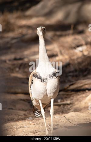 Le Bustard australien est l'un des plus grands oiseaux d'Australie. C'est un oiseau principalement brun-gris, tacheté avec des marques sombres, avec un col pâle et CR noir Banque D'Images