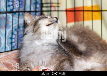 Dans une cage, un chat domestique à poil court avec de la fourrure de fauve se gratte la tête, montrant ses moustaches et sa nature carnivore, un comportement typique de sma Banque D'Images