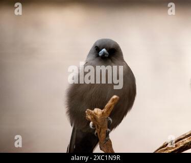 L'hirondelle des bois sombre est un oiseau gros aux larges ailes triangulaires et au bec court et décalé ; son plumage est brun-gris foncé Banque D'Images