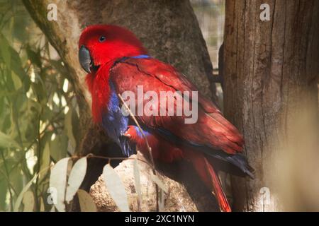 le perroquet eclectus femelle est rouge et bleu avec un bec noir Banque D'Images