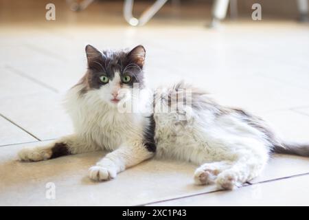 Le chat, qui est noir et blanc avec les yeux verts, repose paisiblement sur le sol en ce moment. Il appartient à la famille des Felidae et est un petit t Banque D'Images