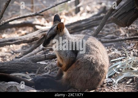 Le rocher wallaby à queue brisée méridionale a une longue queue sombre caractéristique qui est plus ardue vers la pointe. Les wallabies des rochers à queue de brosse ont un blanc Banque D'Images