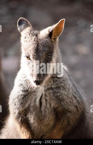 Le rocher wallaby à queue brisée méridionale a une longue queue sombre caractéristique qui est plus ardue vers la pointe. Les wallabies des rochers à queue de brosse ont un blanc Banque D'Images