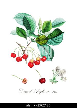 Illustration botanique vintage colorée de cerise d'Angleterre tirée du livre «pomologie française : collection des plus beaux fruits cultivés Banque D'Images