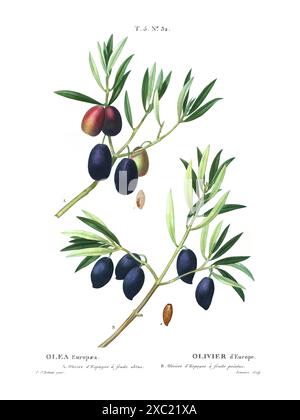 Illustration botanique vintage colorée d'Olea Europaea (olive européenne) d'après le livre français de Duhamel du Monceau et Pierre Joseph Redoute, 1801-1819 Banque D'Images