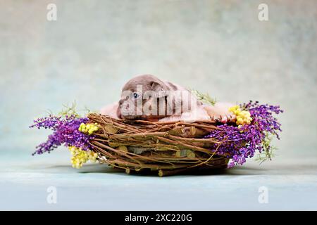 Mignon bleu merle tan chien bouledogue français chiot dans un nid animal décoré de fleurs Banque D'Images