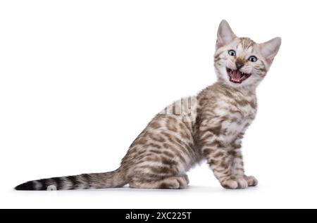 Chaton Bengale drôle, assis sur le côté. Rire avec la bouche grande ouverte montrant les dents et la langue. Isolé sur un bachground blanc. Banque D'Images