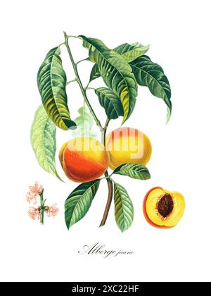 Illustration botanique vintage colorée de l'Alberge jaune (pêcher) du livre «pomologie française : collection des plus beaux fruits cultivés Banque D'Images