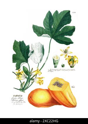 Illustration botanique vintage colorée de la Papaye par Christoph Jakob Trew, 1773 Banque D'Images