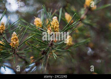 Gros plan sur la branche de pin avec cône mâle Banque D'Images