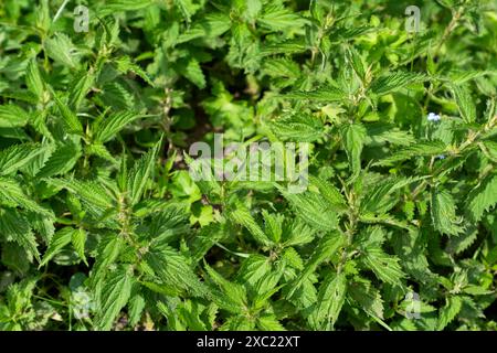 Urtica est un genre de plantes à fleurs de la famille des Urticaceae. De nombreuses espèces ont des poils piquants et peuvent être appelées orties ou orties piquantes. Banque D'Images