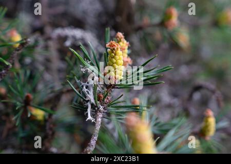 Gros plan sur la branche de pin avec cône mâle Banque D'Images