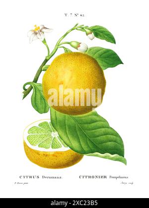 Illustration botanique vintage colorée de Citrus Decumana (pamplemousse) branche d'arbre avec des fruits et des feuilles du livre français de Duhamel du Monceau et Banque D'Images