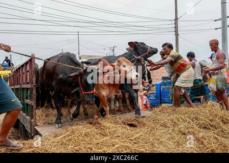 Dhaka, Bangladesh. 13 juin 2024. Des commerçants bangladais déchargent un camion d’animaux sacrificiels pour le prochain Aïd al-Adha au marché de bétail de Gabtoli, Dhaka, Bangladesh, 13 juin 2024. Photo de Kanti Das Suvra/ABACAPRESS. COM Credit : Abaca Press/Alamy Live News Banque D'Images