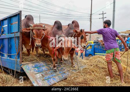 Dhaka, Bangladesh. 13 juin 2024. Des commerçants bangladais déchargent un camion d’animaux sacrificiels pour le prochain Aïd al-Adha au marché de bétail de Gabtoli, Dhaka, Bangladesh, 13 juin 2024. Photo de Kanti Das Suvra/ABACAPRESS. COM Credit : Abaca Press/Alamy Live News Banque D'Images