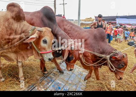 Dhaka, Bangladesh. 13 juin 2024. Des commerçants bangladais déchargent un camion d’animaux sacrificiels pour le prochain Aïd al-Adha au marché de bétail de Gabtoli, Dhaka, Bangladesh, 13 juin 2024. Photo de Kanti Das Suvra/ABACAPRESS. COM Credit : Abaca Press/Alamy Live News Banque D'Images