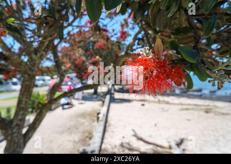 Plage de Takapuna en été. Arbres Pohutukawa en pleine floraison. Des gens méconnaissables et des campervans en arrière-plan. Auckland. Banque D'Images