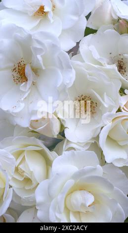 roses blanches délicates en pleine floraison, fond floral vertical. concepts : marketing de parfum, emballage de produits respectueux de l'environnement, invitations ou décorations de mariage, cartes de sympathie, flyers d'événements romantiques Banque D'Images