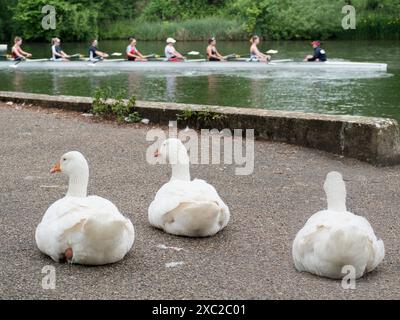 Oies blanches au repos- probablement domestique Emden Goose près de la Tamise à Iffley Lock, regardez des humains étranges, aviron. Ce qui est sûr, c'est qu'ils le sont Banque D'Images