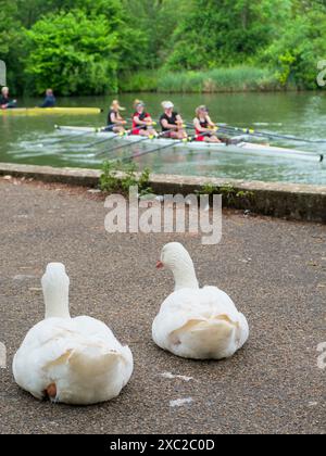 Oies blanches au repos- probablement domestique Emden Goose près de la Tamise à Iffley Lock, regardez des humains étranges, aviron. Ce qui est sûr, c'est qu'ils le sont Banque D'Images