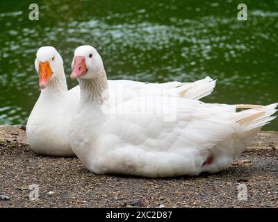 Oies blanches au repos - probablement domestique Emden Goose près de la Tamise à Iffley Lock. Ce qui est sûr, c'est qu'ils sont toujours alerte, même quand apparemment Banque D'Images