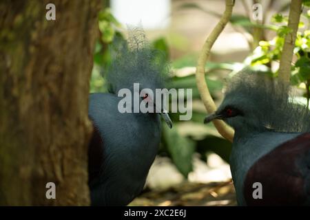 Deux pigeons couronnés de Victoria, des crêtes complexes dans un environnement luxuriant. Banque D'Images