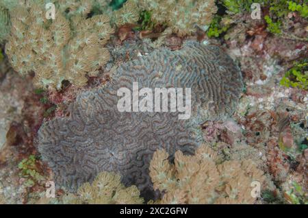 Corail cérébral, Platygyra lamellina, Faviidae, Watamu Marine Nationa Park & Reserve, Kenya, Afrique Banque D'Images