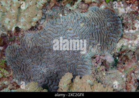 Corail cérébral, Platygyra lamellina, Faviidae, Watamu Marine Nationa Park & Reserve, Kenya, Afrique Banque D'Images