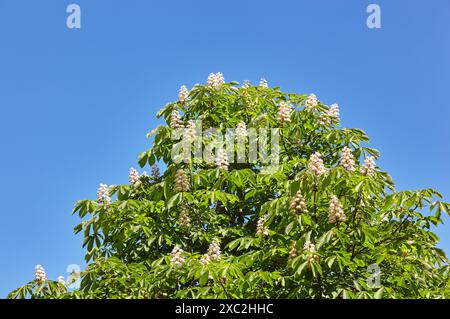 Branche châtaigne sur le fond de feuilles vertes luxuriantes, gros plan. Fleurs de châtaignes au printemps. Mise au point sélective, arrière-plan flou Banque D'Images