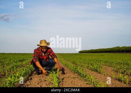 Un jeune agriculteur examine les récoltes dans son champ de maïs en pleine croissance. Banque D'Images