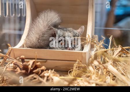 Bush Babies ou Galago dormant sur des caisses dans l'armoire acrylique. C'est un animal mignon et populaire. Banque D'Images