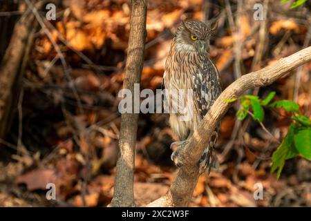 Chouette brune (Ketupa zeylonensis) perchée sur une branche d'arbre photographiée au Bandhavgarh, parc national, Madhya Pradesh, Inde en mai Banque D'Images