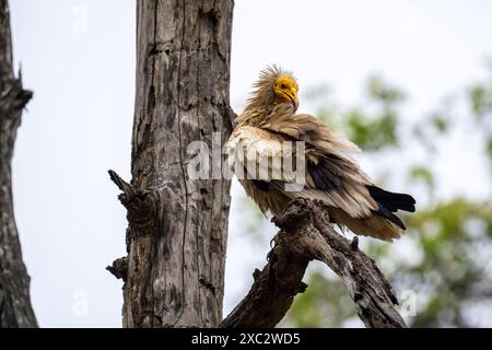 Vautours égyptien (Neophron percnopterus). Perché sur une branche, ce vautours du Vieux monde est largement distribué du sud-ouest de l'Europe et du nord de l'Afrique Banque D'Images