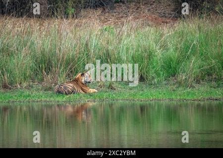 Tigre du Bengale (Panthera tigris tigris) reposant sur une rive photographiée dans le parc national de bandhavgarh Inde Banque D'Images