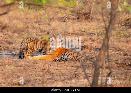 Tigre du Bengale femelle avec oursons (Panthera tigris tigris). Photographié au parc national de bandhavgarh en Inde Banque D'Images