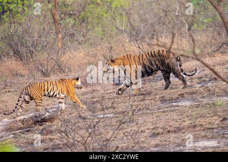 Femelle tigre du Bengale avec jeunes (Panthera tigris tigris). Photographié au parc national de bandhavgarh en Inde Banque D'Images