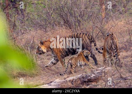 Femelle tigre du Bengale avec jeunes (Panthera tigris tigris). Photographié au parc national de bandhavgarh en Inde Banque D'Images