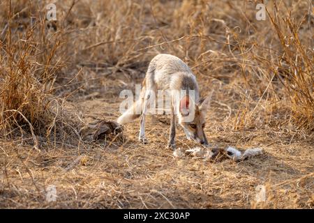 Renard à pattes blanches (Vulpes vulpes pussilla) photographié au Jhalana Leopard Safari Park India en mai Banque D'Images