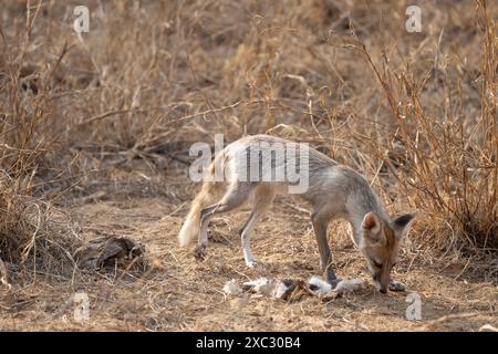 Renard à pattes blanches (Vulpes vulpes pussilla) photographié au Jhalana Leopard Safari Park India en mai Banque D'Images